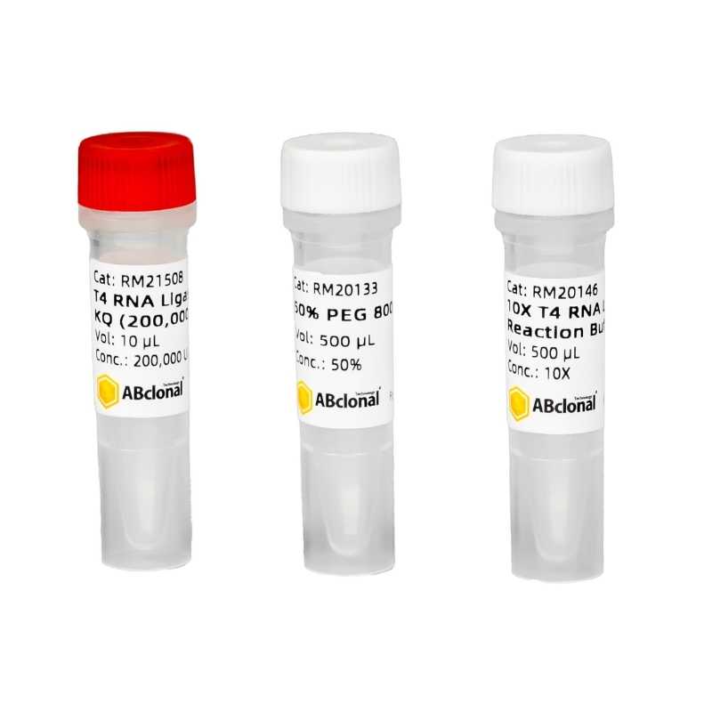 T4 RNA Ligase 2, truncated KQ