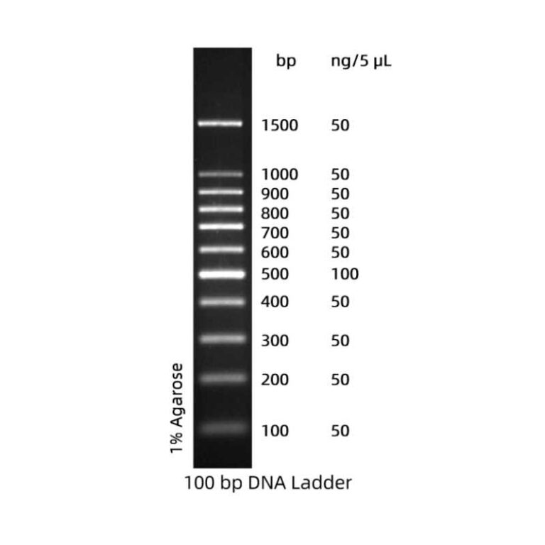 100 bp DNA Ladder | Marcador de ADN 100–1500 bp